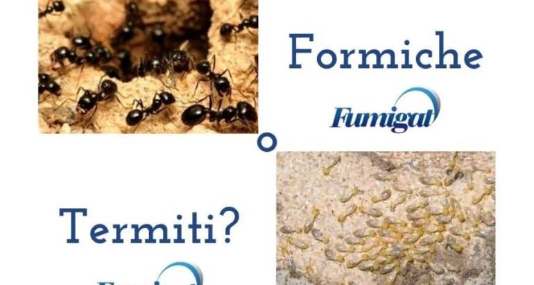 Formiche e Termiti: due insetti simili da non confondere