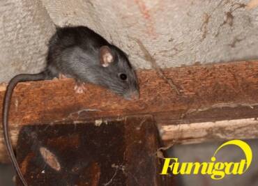 Il Re delle arramapicate: il Ratto Nero