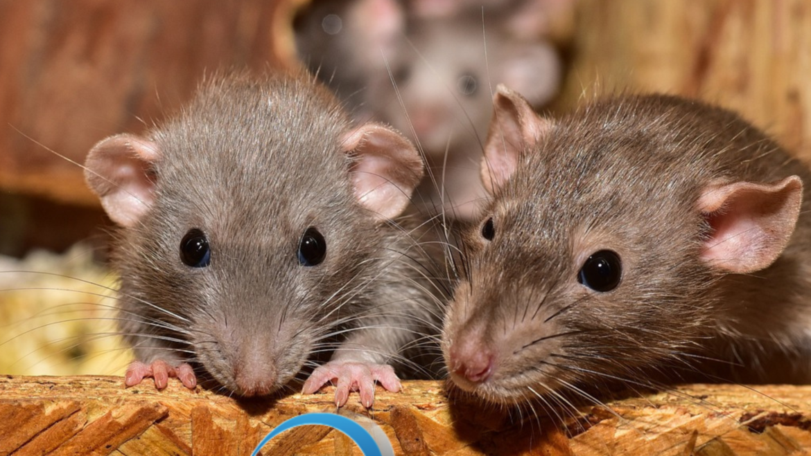 I topi non vanno in letargo in inverno, si riparano dal freddo nelle case e nei luoghi di lavoro