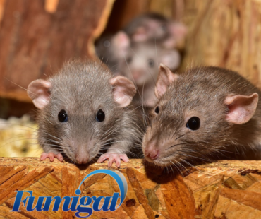 I topi non vanno in letargo in inverno, si riparano dal freddo nelle case e nei luoghi di lavoro