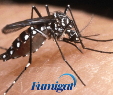 Allerta Dengue: il ruolo fondamentale del Pest Control
