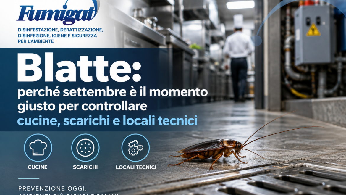 Blatte: perché settembre è il momento giusto per controllare cucine, scarichi e locali tecnici