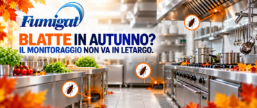 Blatte in autunno: perché il problema non finisce con l’estate